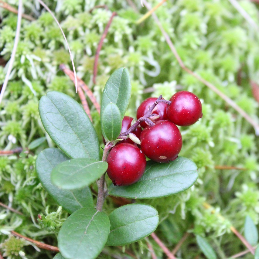 Airelles
La culture sourisvilloise